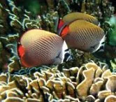 Butterflyfish at the Similans
