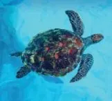 Sea turtle, Similan Islands