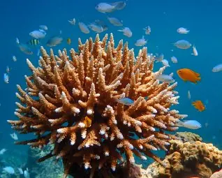 Coral reef, Surin Islands