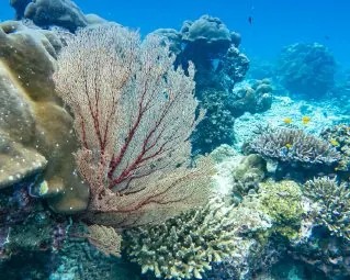 Sea fan coral