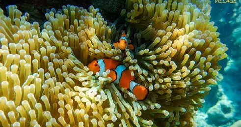 Clownfish at Nemo Village