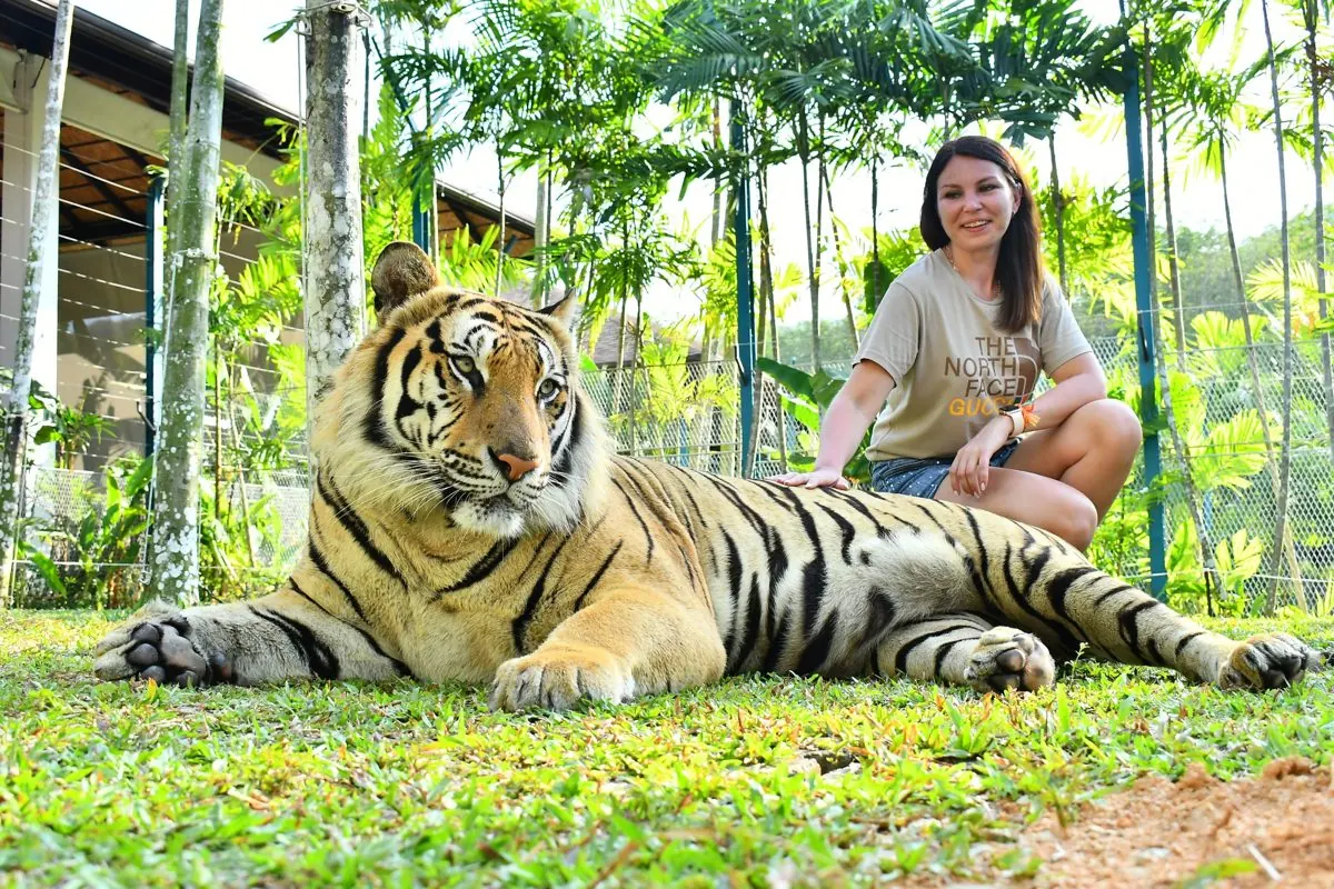 Большой тигр в Tiger Park Phuket