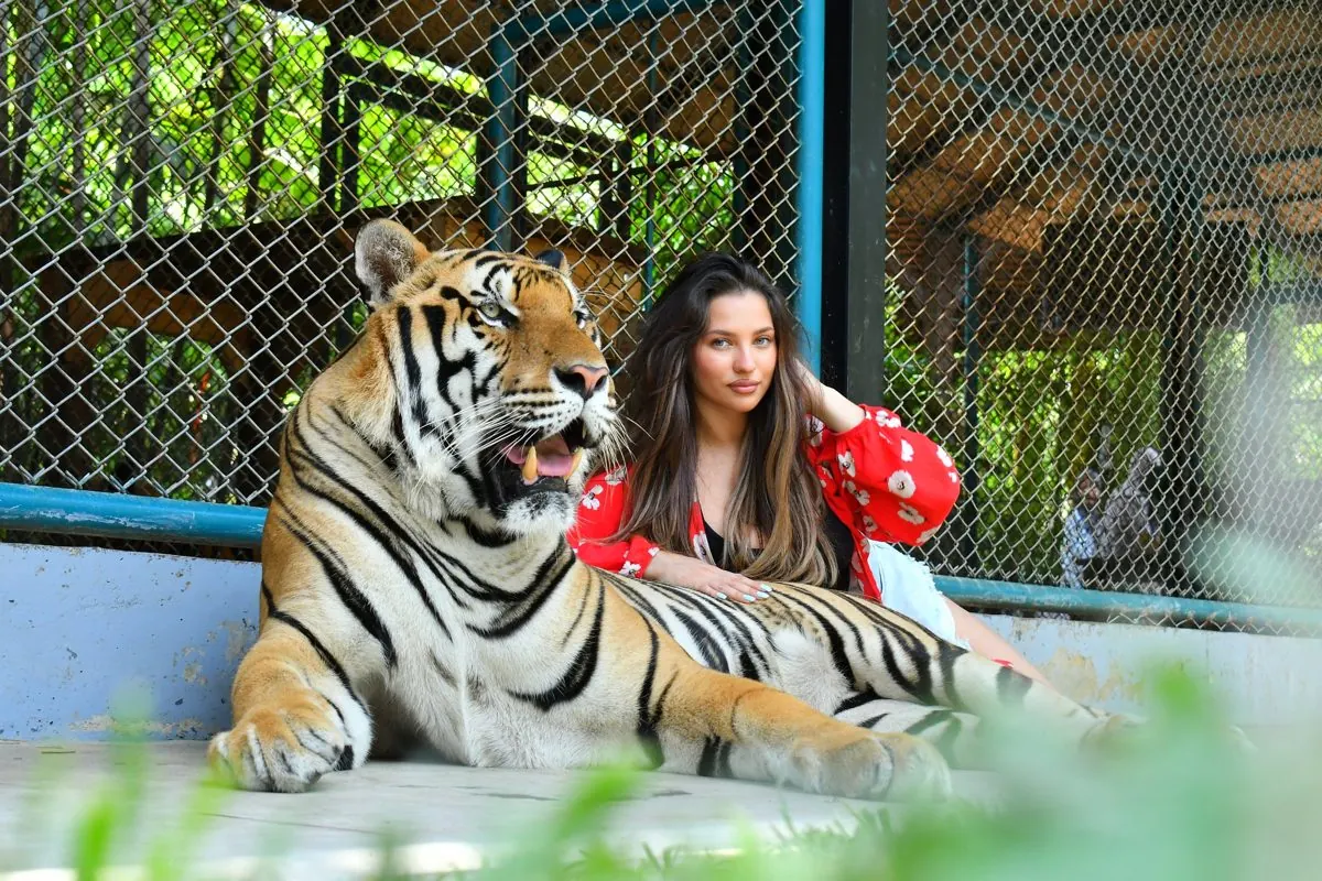 Гигантский тигр в Tiger Park Phuket