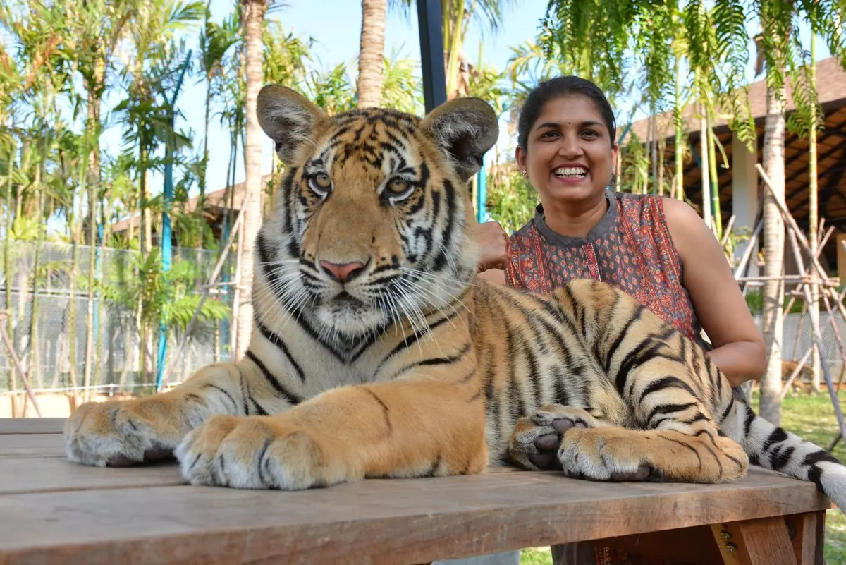 Тигр среднего размера в Tiger Park Phuket