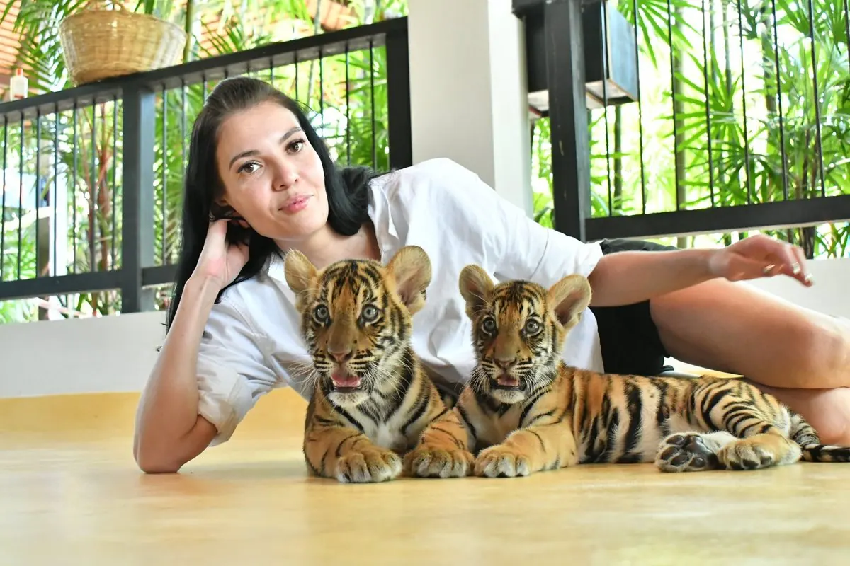 Новорождённый тигр в Tiger Park Phuket