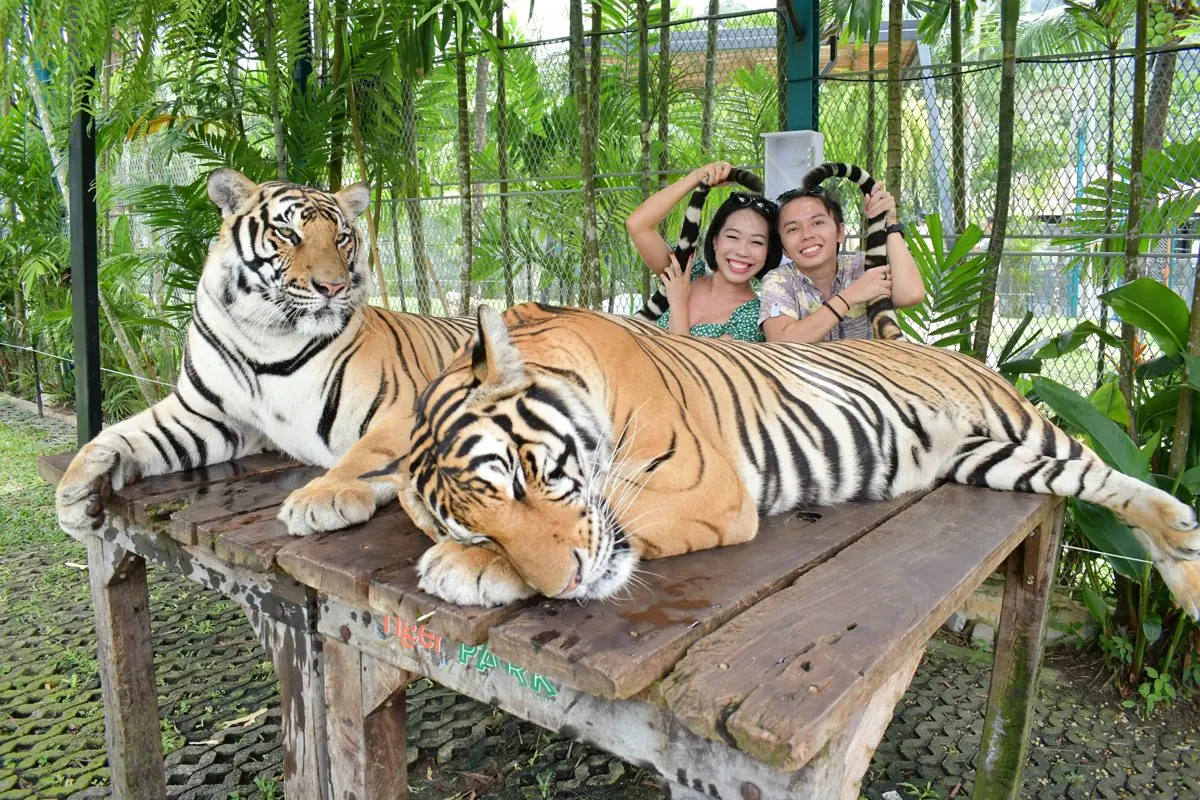 Couple holding tiger tails for a photo