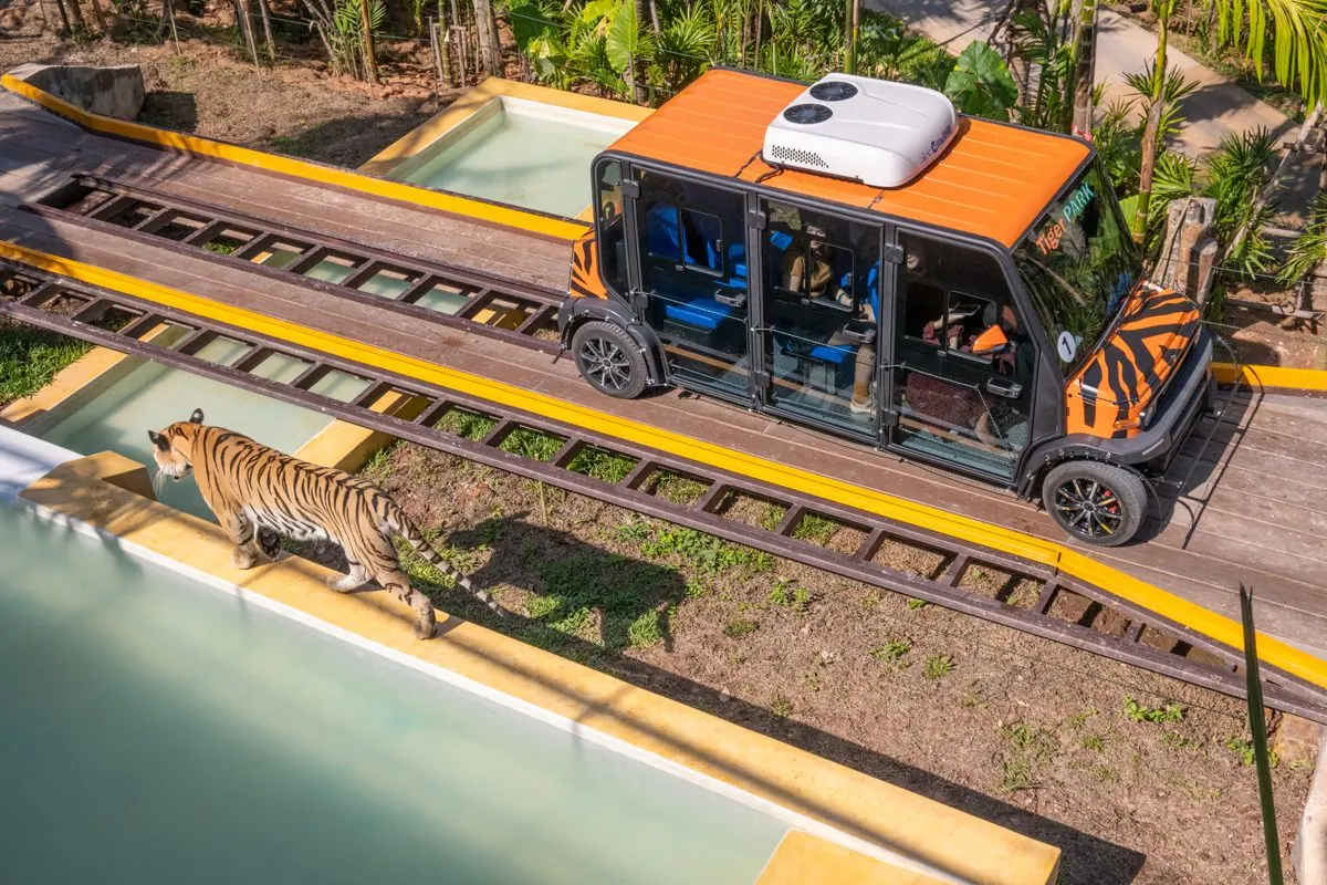 Forest Safari car passing a tiger by the pool