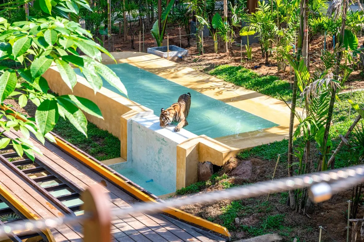 Tiger drinking from its pool