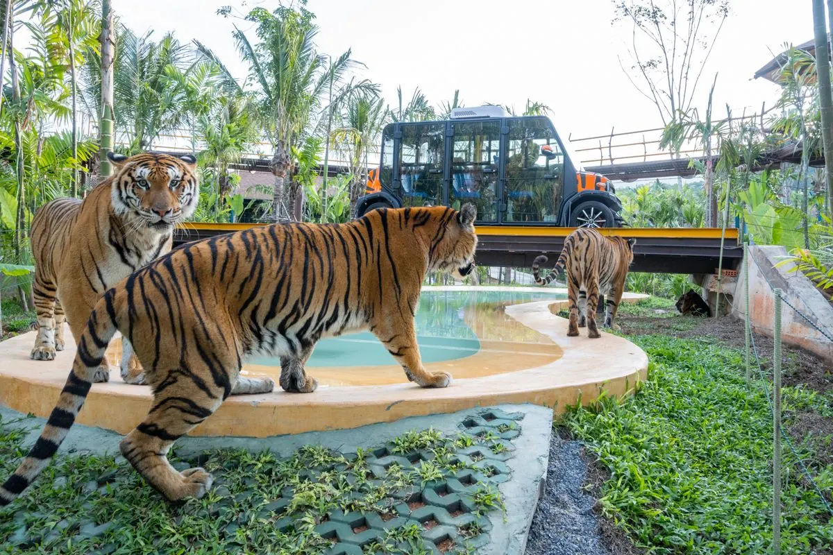 Tigers next to the Forest Safari car