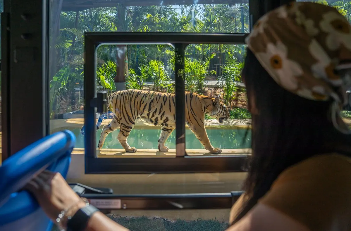 Tiger walking past the safari car window