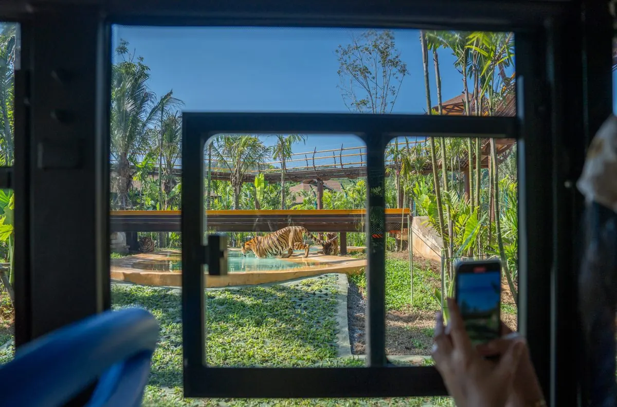 Tigers drinking at the pool, Forest Safari