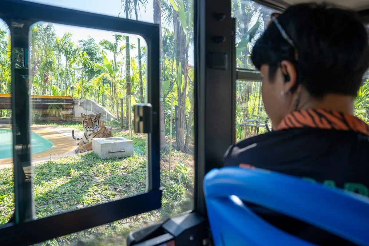 Tiger under the Canopy Skywalk, seen from the safari car