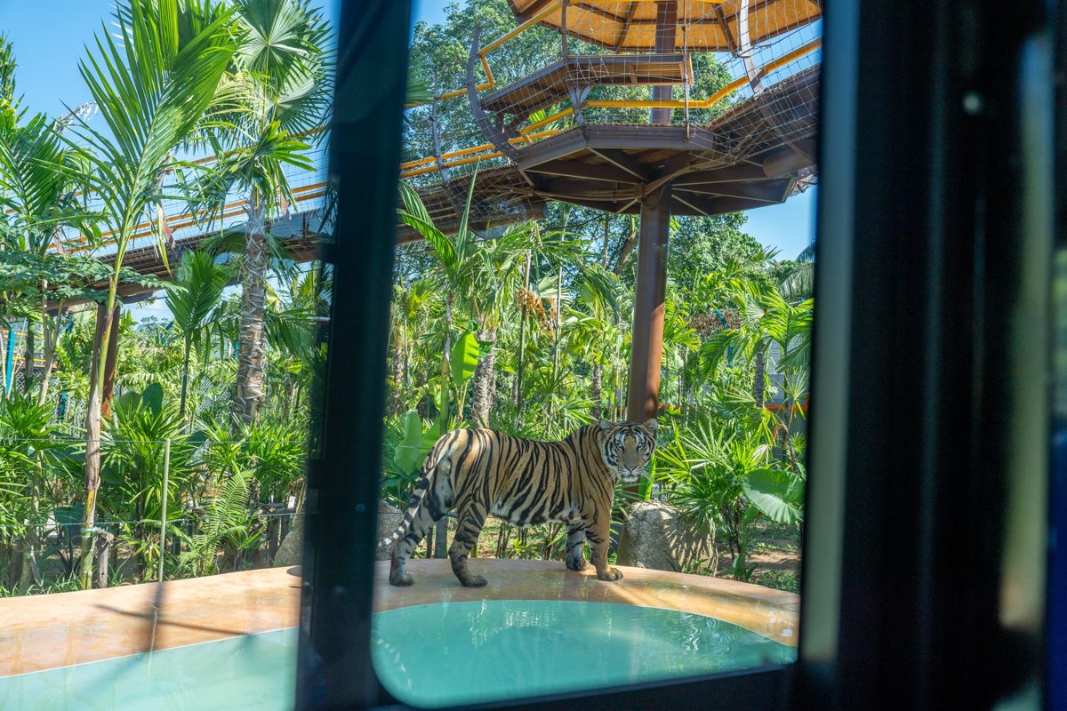 Tiger Ridding Tiger Park Phuket Tickets — Big Buddha | Island Rides