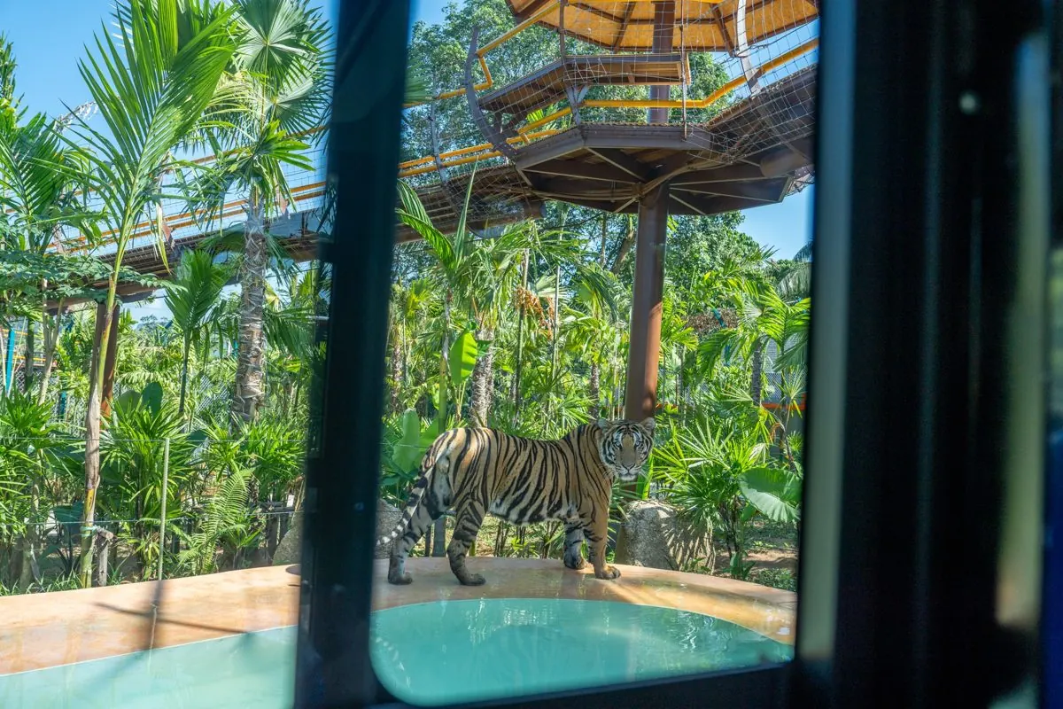 Tiger resting, seen from the safari car