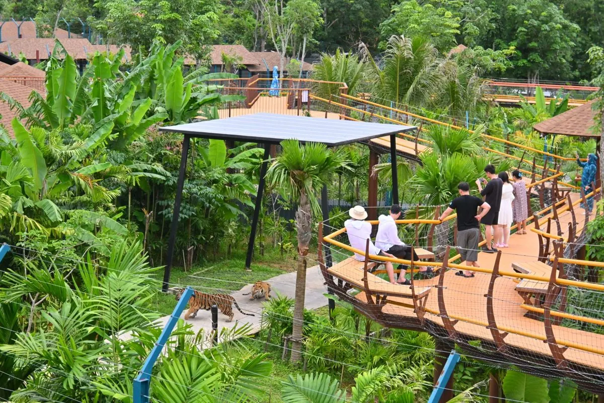Watching tigers from the Canopy Skywalk