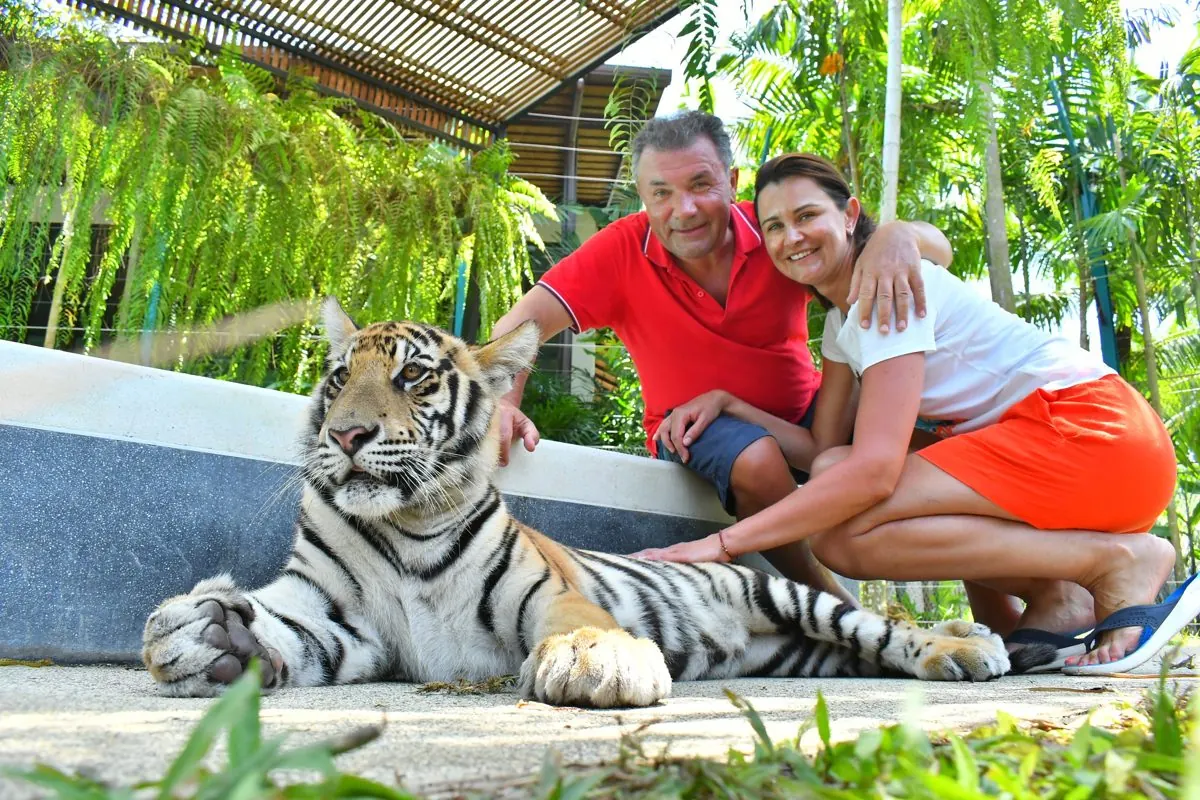 Small tiger at Tiger Park Phuket