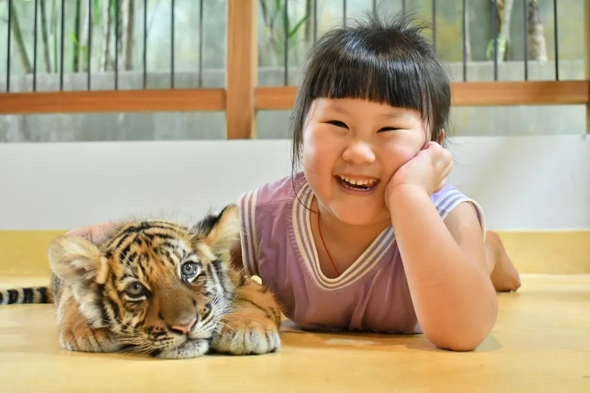 Самый маленький тигр в Tiger Park Phuket