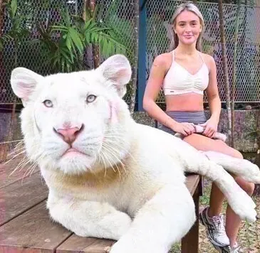 White tiger at Tiger Park Phuket